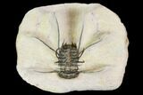 Bargain, Spiny Ceratonurus Trilobite #110735-2